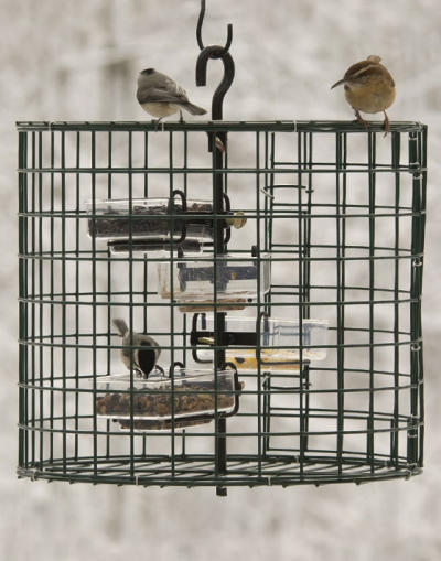 Chickadees with On-Guard Cage Chickadees with On-Guard Cage
