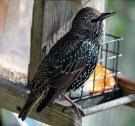 Starling juvenile MB