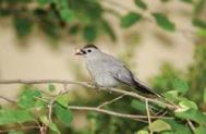 Gray Catbird JRC