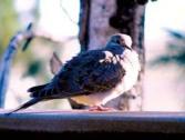 Mourning Dove3 PJ