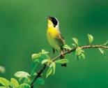 Yellowthroat Warbler c