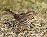 Song Sparrow c