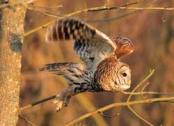 Barred Owl flying