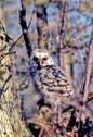 Barred Owl juv JFS