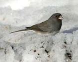 Darkeyed Junco c