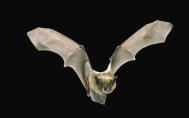 Brown Bat