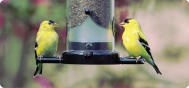 EDU Goldfinches American 1011E