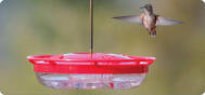 EDU Weather Drought Hummingbirds 1011E