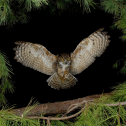 Owl Prowl