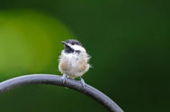 Carolina Chickadee