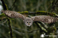 barredowl_1024x768