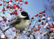 bcchickadee_1024x768