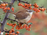 carolinawren_1024x768