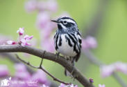 warbler_1024x768